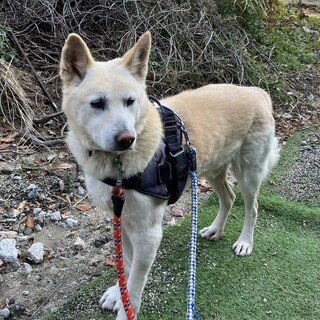 ハイジ♂(まあくんハウス)