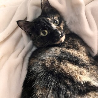 愛情豊かなサビ猫さん