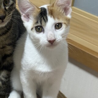 里親募集 │ 子ネコ あられ（三毛）