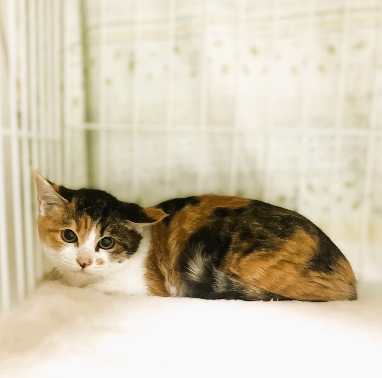 ◇12/27◇おちょぼ口」大阪府 - 猫の里親募集(533204) 2枚目の画像