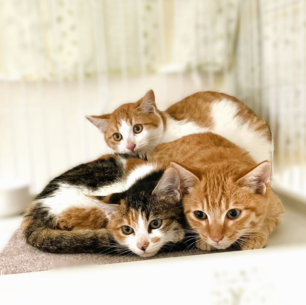 ◇12/27◇おちょぼ口」大阪府 - 猫の里親募集(533204) 2枚目の画像