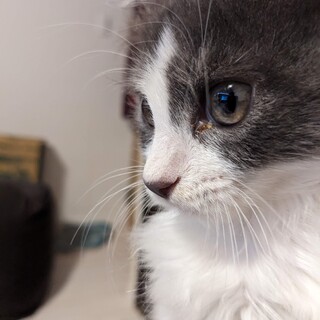 急募里親様募集。身内の介護より飼育困難