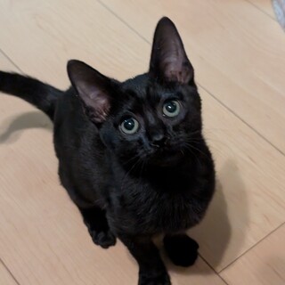 とってもやんちゃで遊ぶのが大好きな女の子