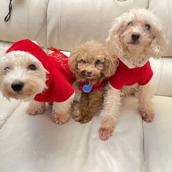 ドバイからメリークリスマス