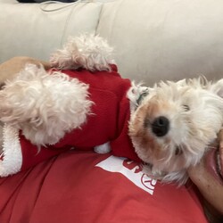 お腹の上で寝る犬。プイ。