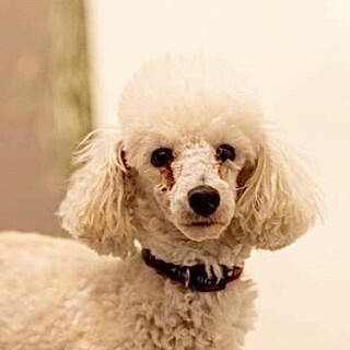 気品漂う雰囲気のトイプの女の子