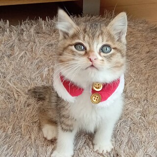 ポピーは、とても甘えん坊さんです！