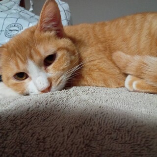 春菊8ヵ月♀茶白猫兄妹