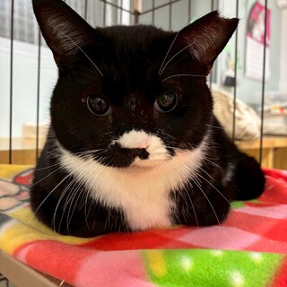 甘えん坊なハチワレ全盲♀