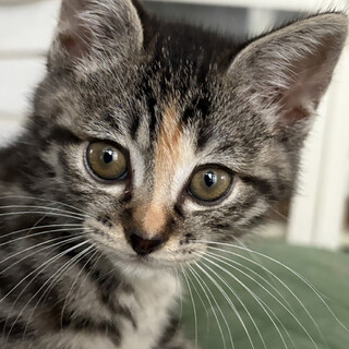 ももごー3ヵ月半♀美少女キジトラ