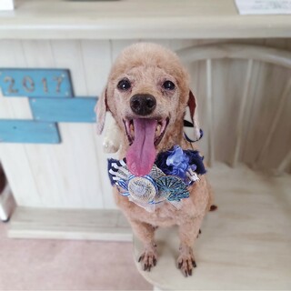 推定10歳 トイプードルの男の子 ショコ太くん♡