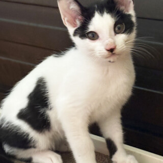 リン4ヵ月半♂懐っこい兄弟