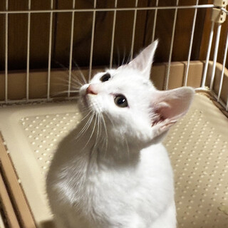 空,くう4ヵ月半♂元気な三兄弟