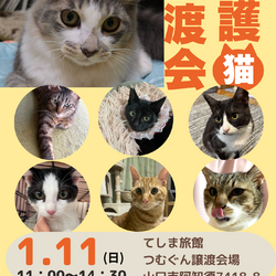 保護猫譲渡会クローバーの会