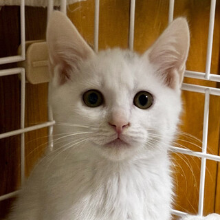 海,かい4ヵ月半♂元気な三兄弟