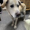 ラブラドール系　バニラです
