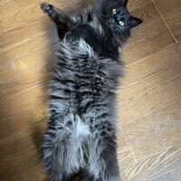 フォルテ