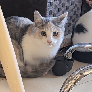 ★サビ三毛子猫★