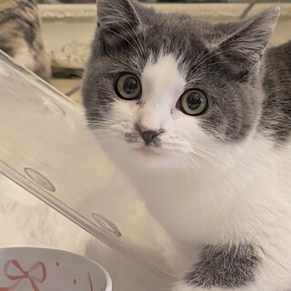 ❀グレーハチワレ子猫❀