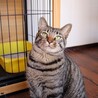なでなでだいすきしげお サムネイル2