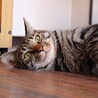 なでなでだいすきしげお サムネイル3