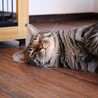 なでなでだいすきしげお サムネイル4