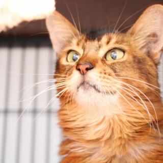 人が大好きでとろけすぎちゃうムースくん！