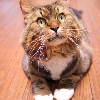 ふくふくたらこちゃん