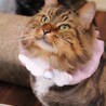 ふくふくたらこちゃん サムネイル3