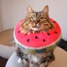ふくふくたらこちゃん サムネイル4