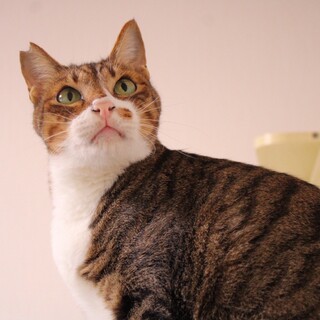 猫モテイケにゃんメムくん