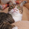 猫モテイケにゃんメムくん サムネイル3