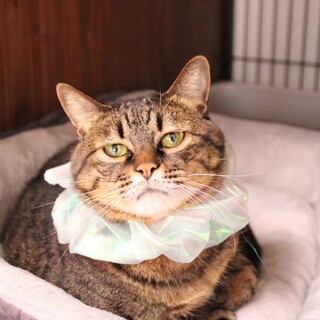 甘えんぼさん♡困り顔のこまりちゃん