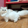 【ルミ】ペルシャ系まんまるな目の白長毛女の子 サムネイル2