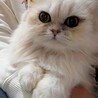 【ルミ】ペルシャ系まんまるな目の白長毛女の子 サムネイル4