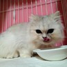 【ルミ】ペルシャ系まんまるな目の白長毛女の子 サムネイル5