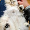 【ルミ】ペルシャ系まんまるな目の白長毛女の子 サムネイル6