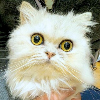 【ルミ】ペルシャ系まんまるな目の白長毛女の子