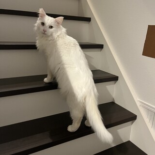 長毛のイケメンです