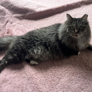 ゴロスリの甘えん坊さんです