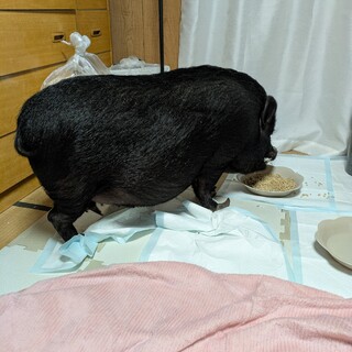 かなり大きい豚さんです