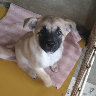 甘えん坊のチロ君