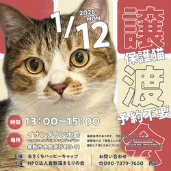 保護猫譲渡会（予約不要）