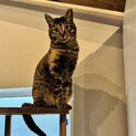 キジサビ、のりちゃん
