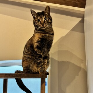 キジサビ、のりちゃん