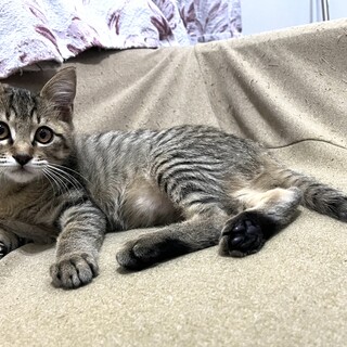 お目目まん丸の可愛い子です