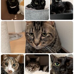 ７匹の医療について