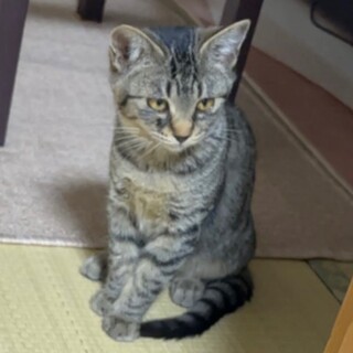 頭を撫でられるのが大好き　ビビちゃん