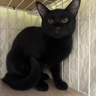 人馴れ努力中！むちむちボディのポンズくん