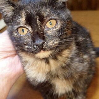 人馴れ抜群とても甘えん坊モザイクキャリコももちゃん